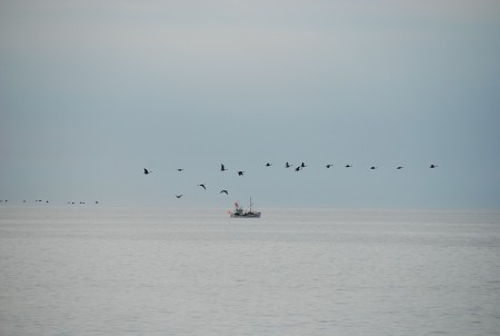 Fiskebåt Smygehuk Skåne med flygande skakar.